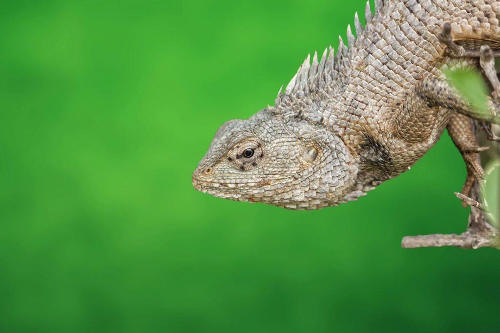 Illustration for Subscription Boxes for Exotic Pets (e.g., Hedgehogs, Reptiles)