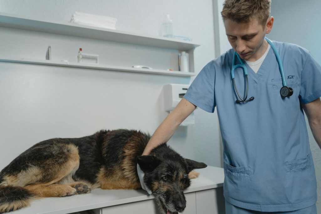 Illustration for Starting a Mobile Vet Clinic: Equipment and Licensing Guide